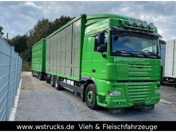 شاحنة نقل المواشي شاحنة DAF  XF 105/460 SC Menke 3 Stock Hubdach: صور 1