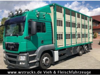 شاحنة نقل المواشي شاحنة MAN TGX 26.440 LXL Menke   3 Stock Vollalu: صور 1