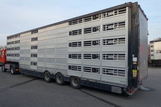 شاحنة نقل المواشي نصف مقطورة Pezzaioli SBA32/G , 5 Stock , Viehtransporter  , Tränkeranlage,: صور 2