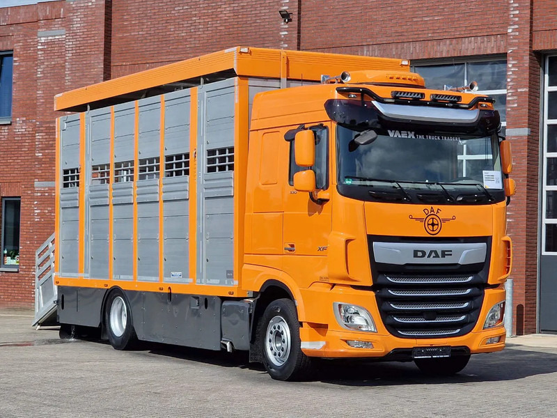 DAF XF 530 4x2 - Livestock Menke 2 deck water & ventilation - شاحنة نقل المواشي شاحنة: صور 1 DAF XF 530 4x2 - Livestock Menke 2 deck water & ventilation - شاحنة نقل المواشي شاحنة: صور 1