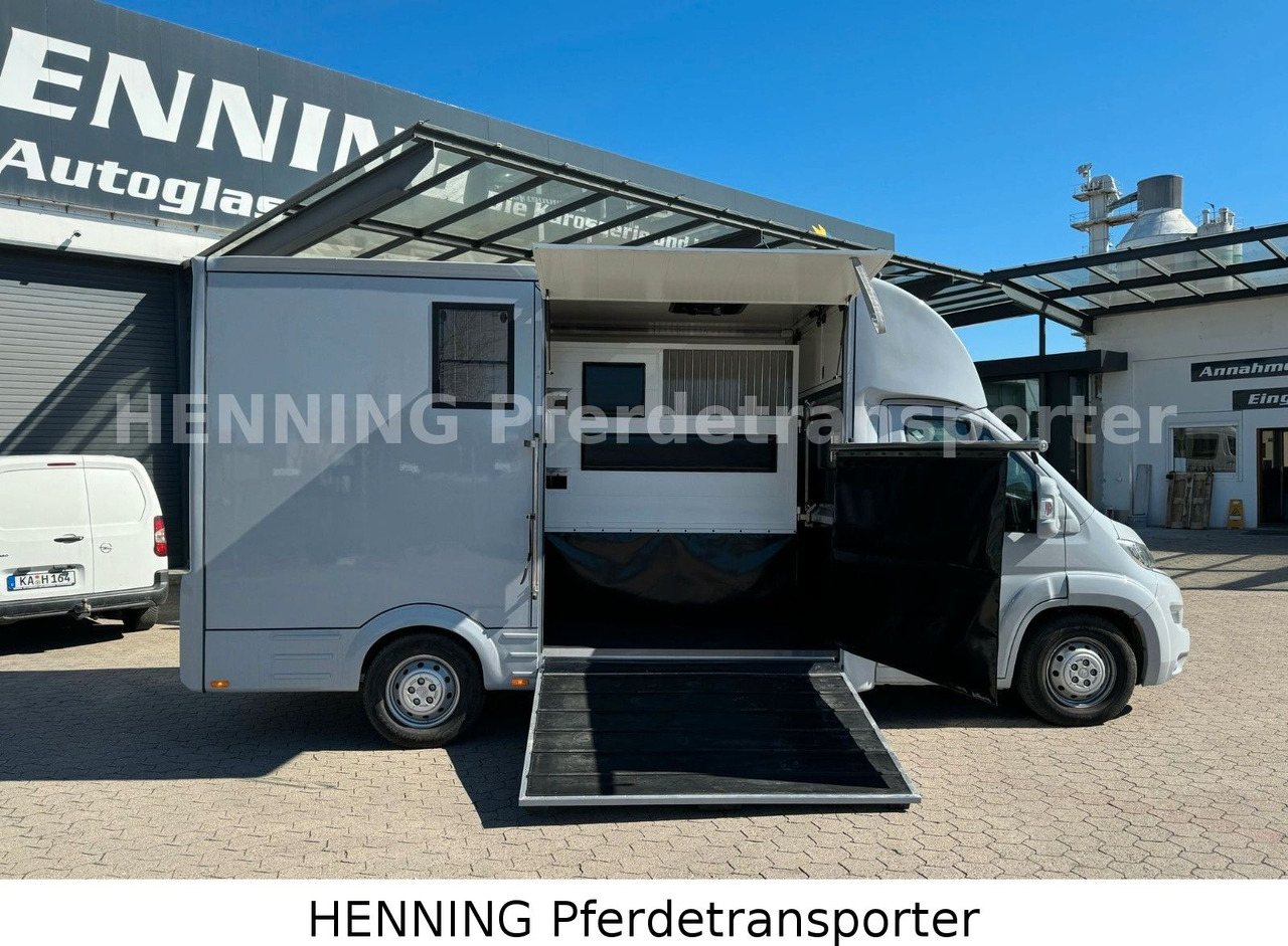 Citroën Jumper 3 - Sitzer - شاحنة نقل خيل: صور 5 Citroën Jumper 3 - Sitzer - شاحنة نقل خيل: صور 5
