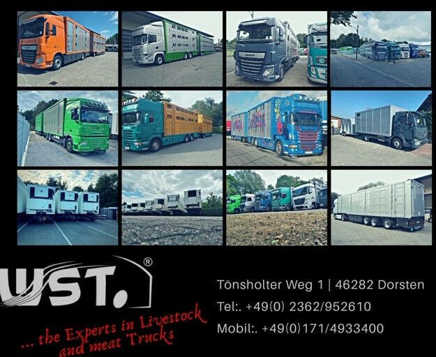 شاحنة نقل المواشي مقطورة WST Edition B Plus 4018 Vieh 3.500kg Festes Dach: صور 20