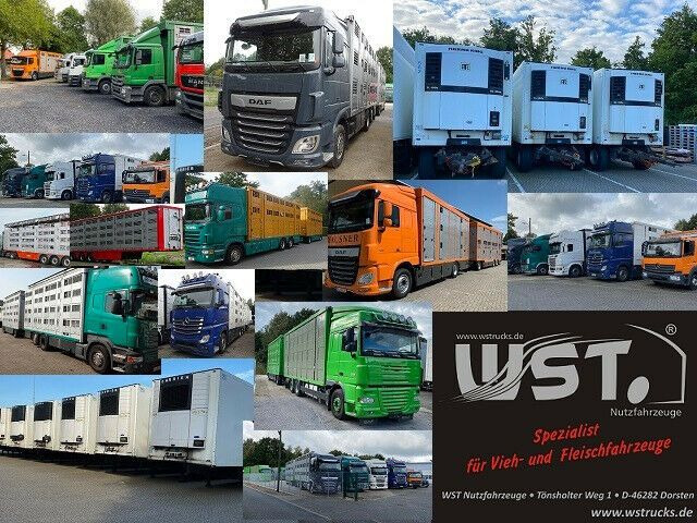 شاحنة نقل المواشي مقطورة WST Edition B Plus 4018 Vieh 3.500kg Festes Dach: صور 18