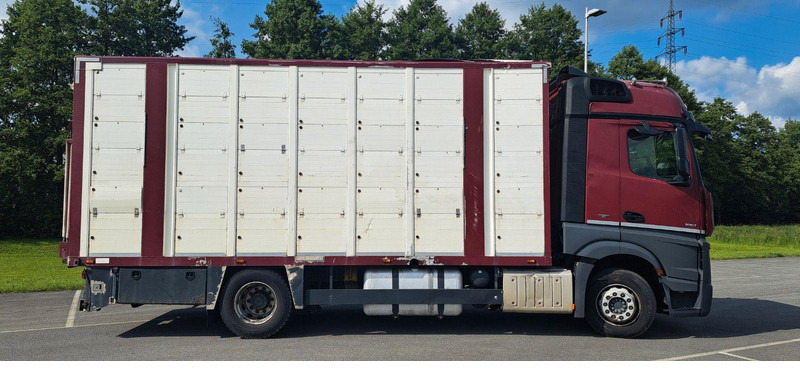 Mercedes-Benz Actros 1851 - شاحنة نقل المواشي شاحنة: صور 2 Mercedes-Benz Actros 1851 - شاحنة نقل المواشي شاحنة: صور 2